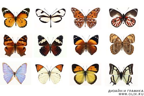 Клипарт-бабочки