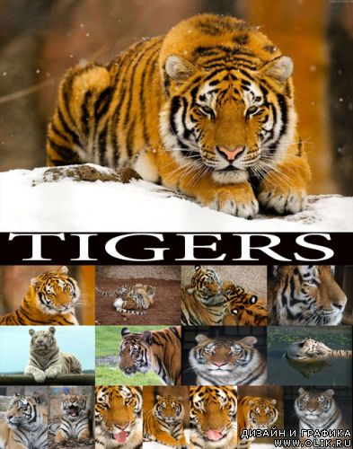 Tigers - растровый клипарт