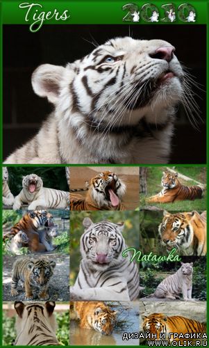 Тигры - фотоклипарт