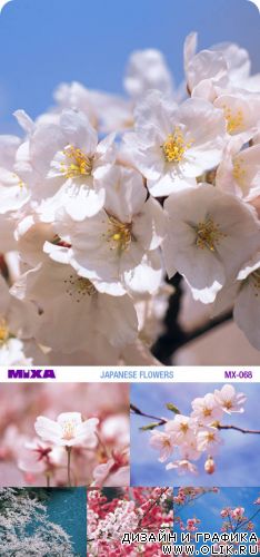 Mixa | MX-068 | Japanese Flowers