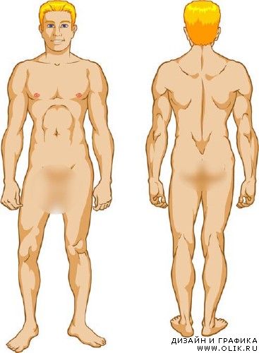 Men's body vector