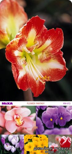 Mixa | MX-073 | Flower Fantasy