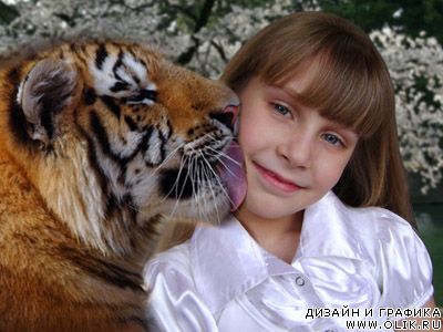 Шаблон рамка для фото – Тигр и …