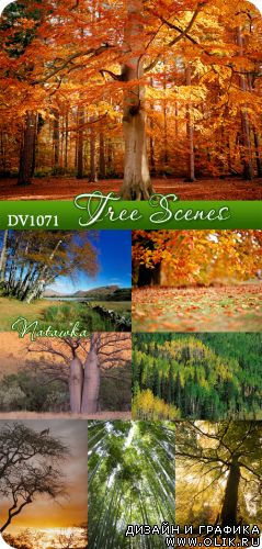 DV1071 Tree Scenes