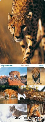 Digital Vision | DV246 | Wild Things