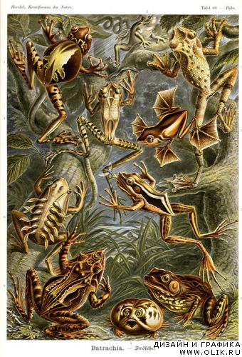 Ernst Haeckel и его великолепные рисунки