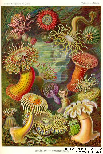 Ernst Haeckel и его великолепные рисунки