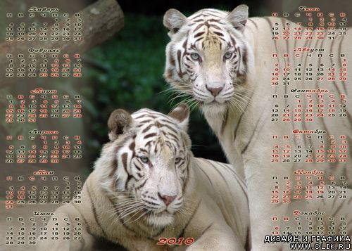Календарь 2010 Белые тигры