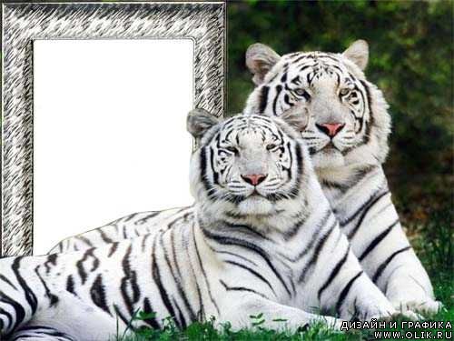 Рамка для фото – Белые тигры