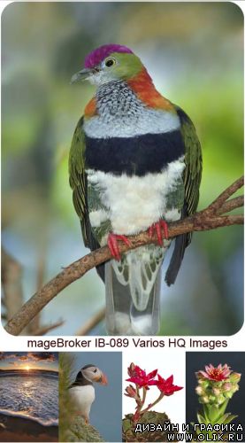 ImageBroker IB-089 Varios HQ Images