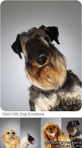 Dog Emotions