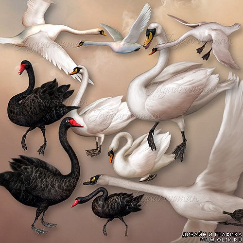 Wild Swans - Дикие лебеди