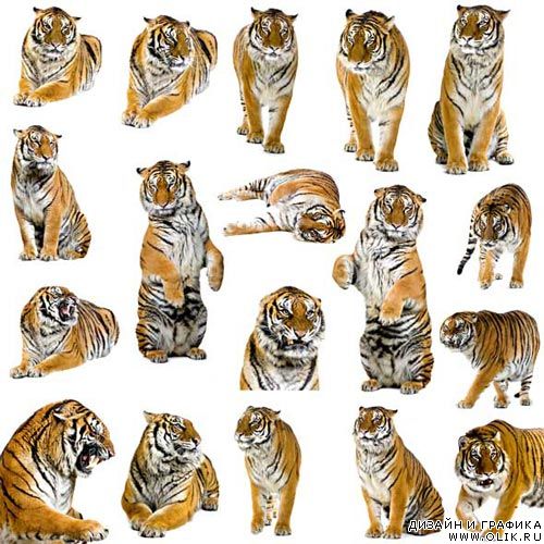 PNG Tigers Cliparts