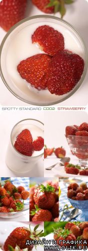 Spotty Standard | CD02 | Клубника