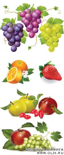 Fruits vectors