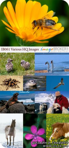 ImageBroker | IB061 Various HQ Images