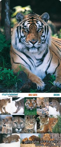 Digital Vision | DV289 | Big Cats