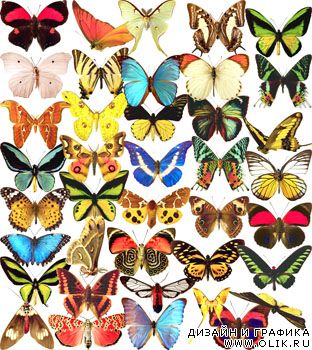 Клипарты бабочки 