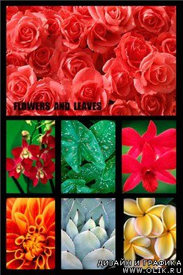 Сток-фото - Коллекция цветов и листьев