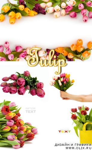 Tulip clipart 