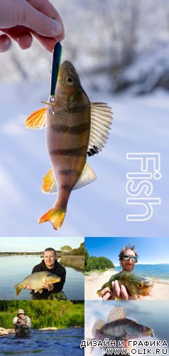 Fish clipart