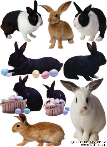 Кролики Rabbits