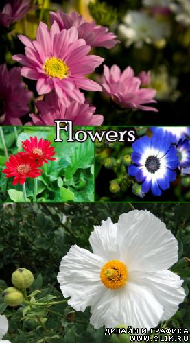 Flowers clipart 2
