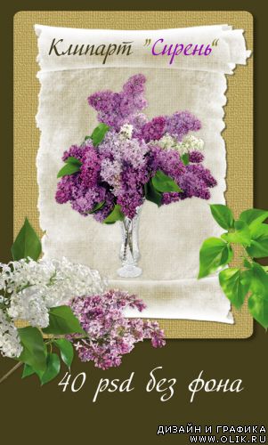 Клипарт Сирень