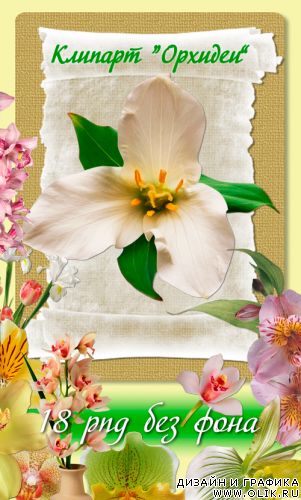 Клипрат Орхидеи