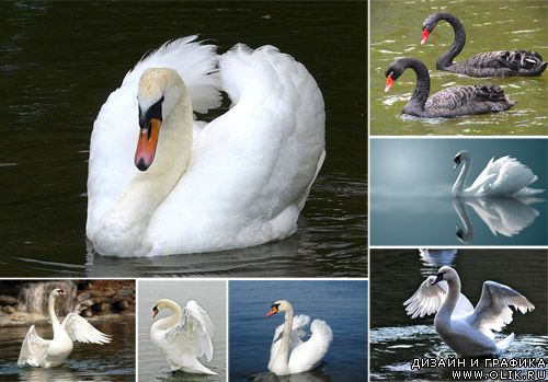Лебеди