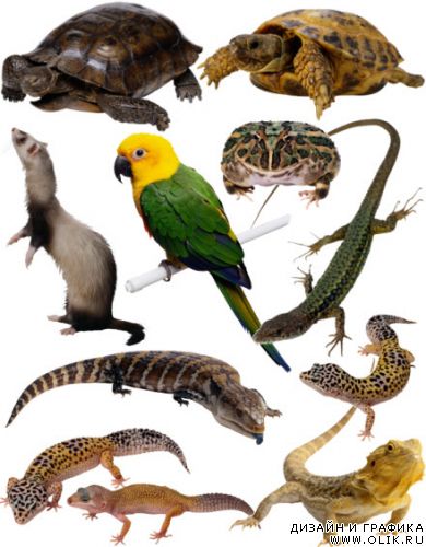 Different animals Разные животные