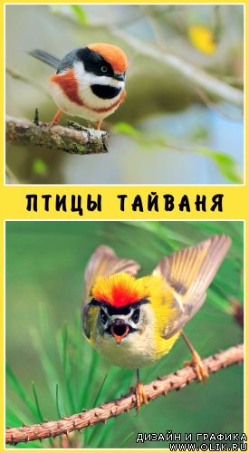 Птицы Тайваня