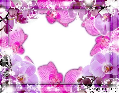 Рамка для фото – Романтические розовые орхидеи