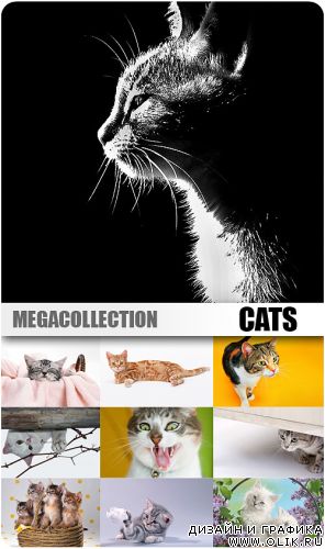 Коты, кошки, котята - Растровая мегаколлекция