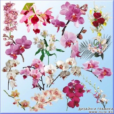 Клипарт - Орхидеи