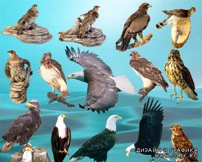 PSD исходник «Птицы»
