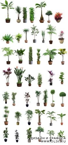 Клипарт - растения в горшках