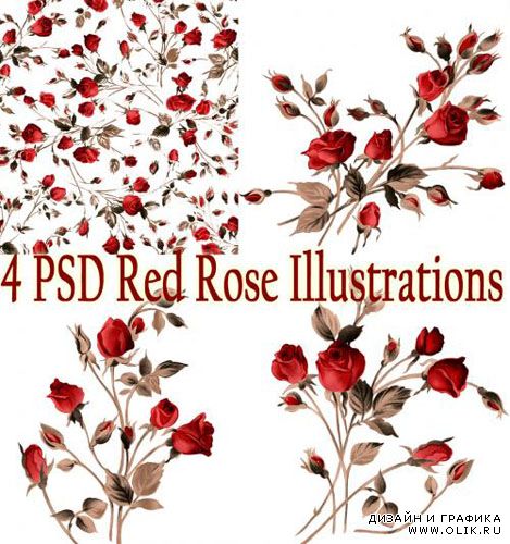 PSD Red Rose Illustrations