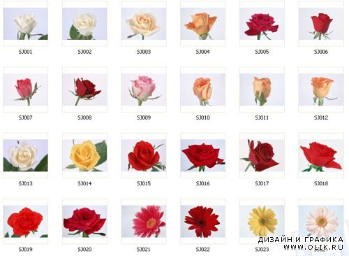 Datacraft Sozaijiten 010 - Flowers