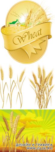 Wheat Vector