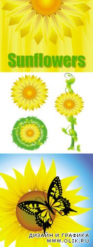Sunflowers Vector