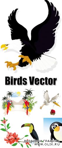 Birds Vector