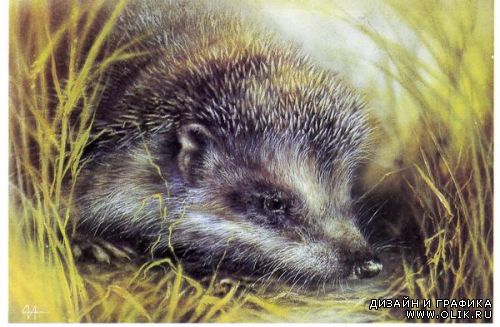 Имя с открытки. Художник А.Исаков