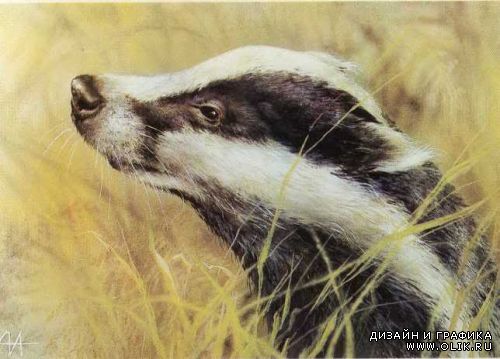 Имя с открытки. Художник А.Исаков