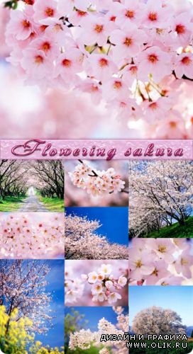 Фотоклипарт - Цветущая сакура / Flowering sakura