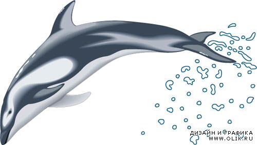 Дельфины