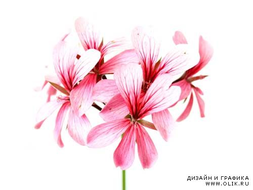 Сборник шикарного растрового клипарта с цветами