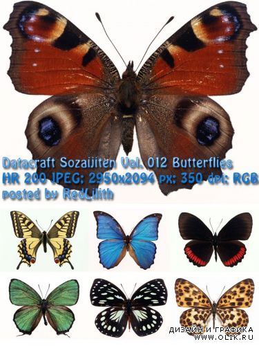 Фотоклипарт Datacraft Sozaijiten Vol. 012 Butterflies - Бабочки