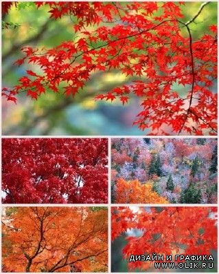 Фоны для фотошопа - Осенний коллаж