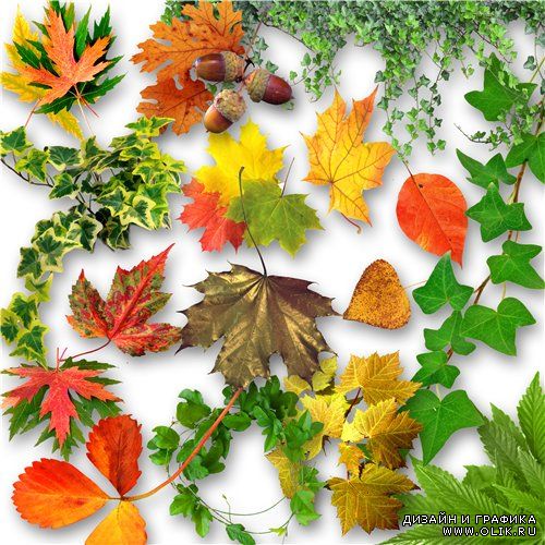 Клипарт - листья / Klipart - leaves